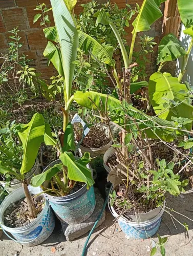 Mudas de plantas medicinais e banana maçã