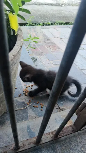 Doação de Gatinha