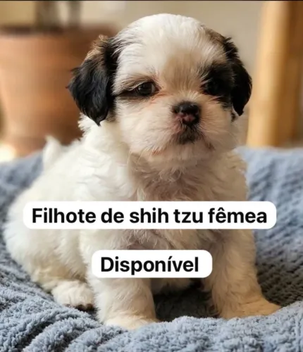Filhote de Shitzu
