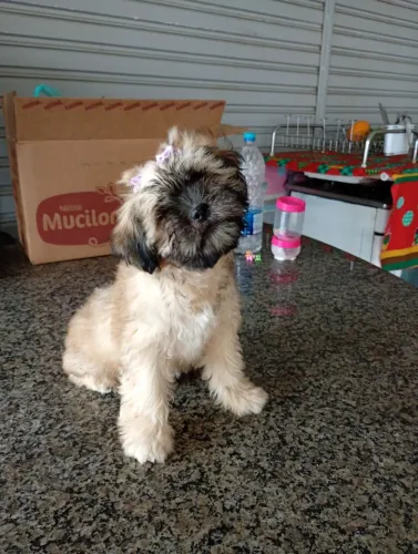 Cachorra