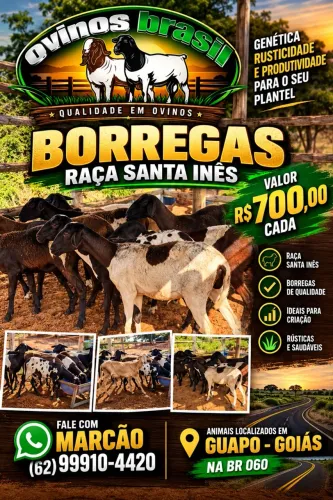 Ovelha 