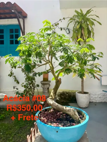 Acácia