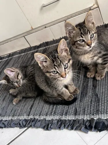 Doação 2 fêmeas e 2 machos