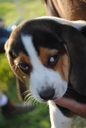Beagle Um amigo para compartilhar todos os momentos da sua vida