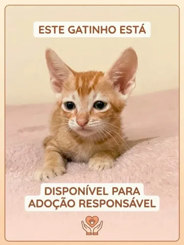 Gatinho disponível para adoção responsável