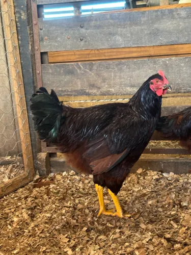 Frangos Rhode Island Red