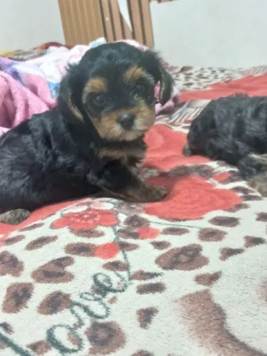Cachorro Yorkshire