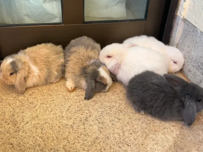 Coelho mini lop