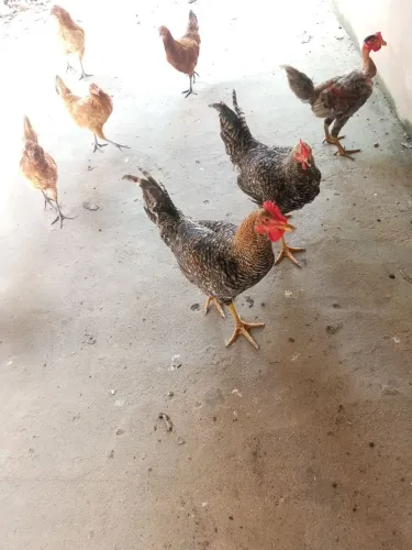 Vendo 14 galinha e galo pra criação 