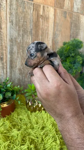 Pinscher merle