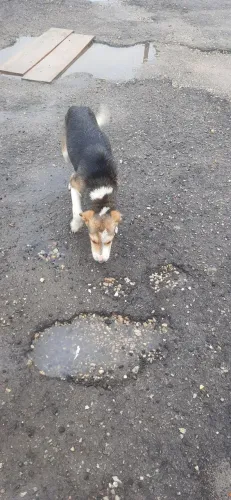 Doação duas femia mestiça a border collie 