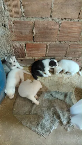 Filhote de Husky 