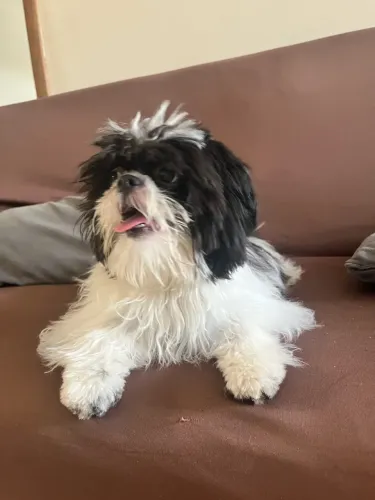 Doa se cachorro