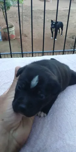 Staffordshire Bull terrier