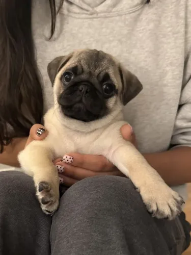 Pug Filhotinho que pode ser exatamente o que você procura