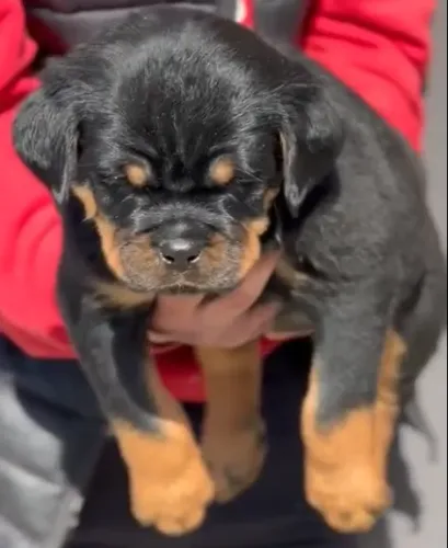 FILHOTES DISPONÍVEIS - ROTTWEILER
