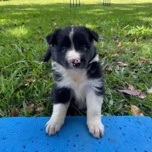 Border collie disponiveis