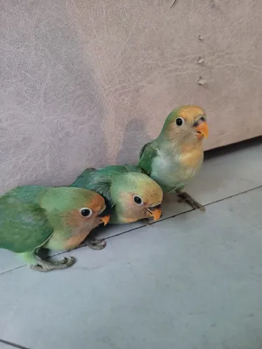 Vendo