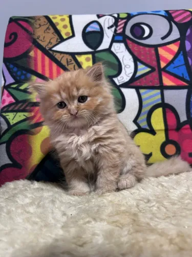 Gato Persa