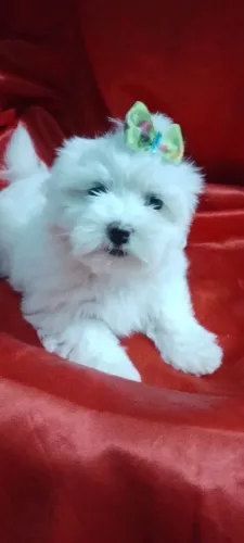 Maltês fêmea lindas