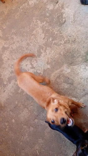 estou doando uma pinscher número 1 fêmea com 8meses de vida