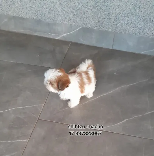 Filhote shihtzu micro 