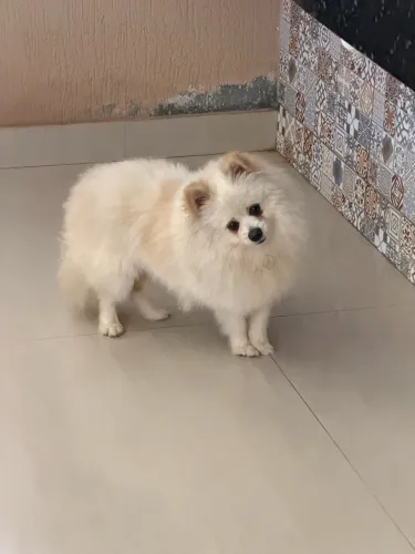 Doação de Spitz Alemão