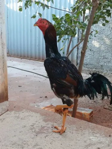 Galo Índio Reprodutor - 10 Meses - Ótima Procedência e Porte!