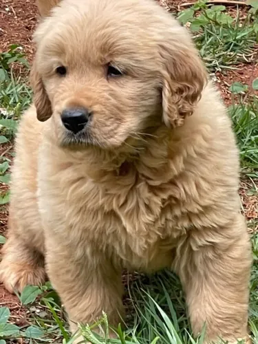 Golden retriever americano
