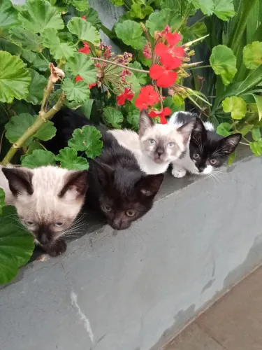 Doação de gatinhas