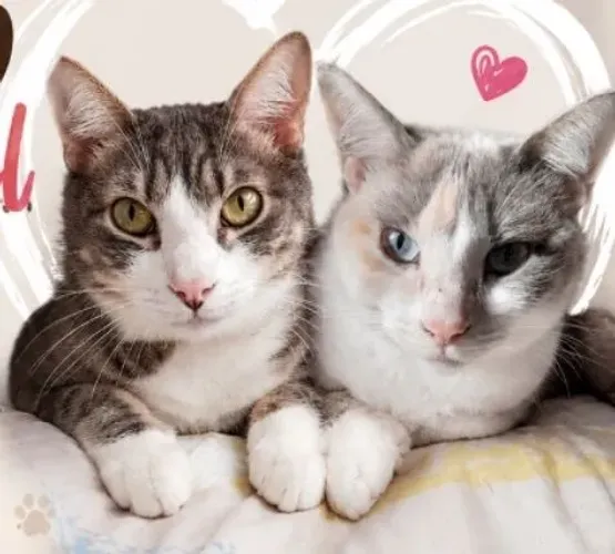 Doação  de casal de l gatinhos responsável 