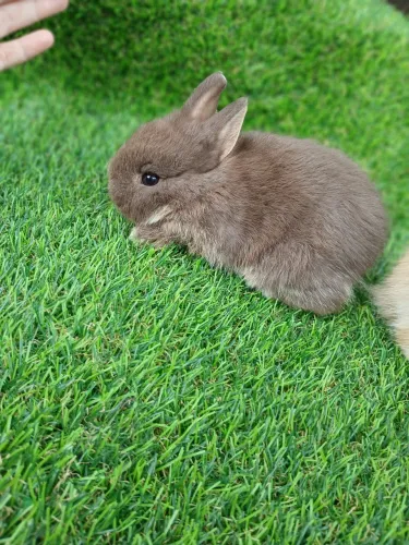 Coelho mini netherland disponível