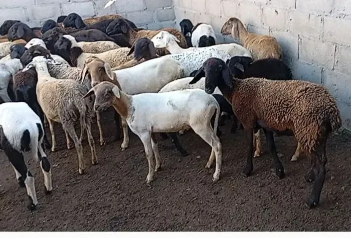 Ovelhas 