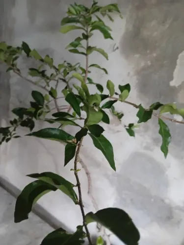 Muda de Acerola Grande, FEITA POR ESTAQUIA COM 1,70m ALT. Pronta para o Plantio! Orgânica