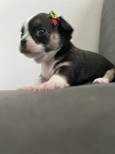 Chihuahua micro tricolor pelo curto