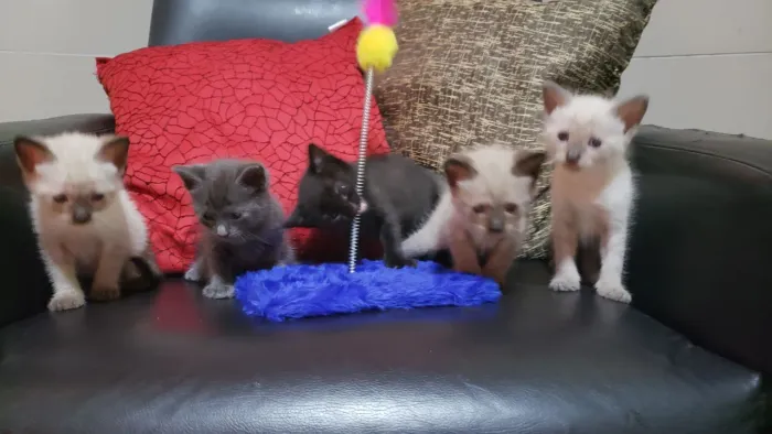 Gatinhos para adoção 