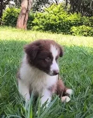 Border collie estaremos a disposição
