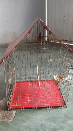 Vendo gaiola e periquito 90,00