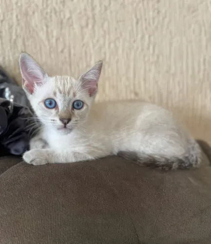 Filhote de gato siamês tabby point macho