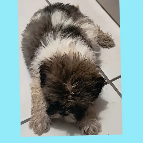 Vende-se filhote shih-tzu macho 