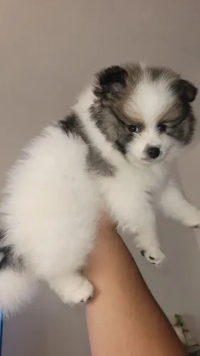 Lulu da pomerânia/ Spitz alemão