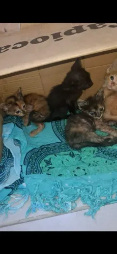 Gatos
