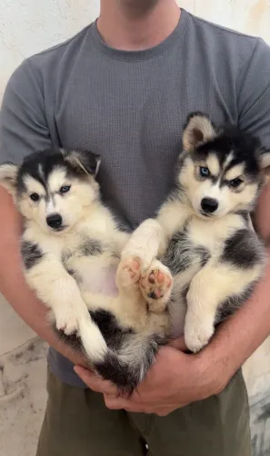 Husky siberianos