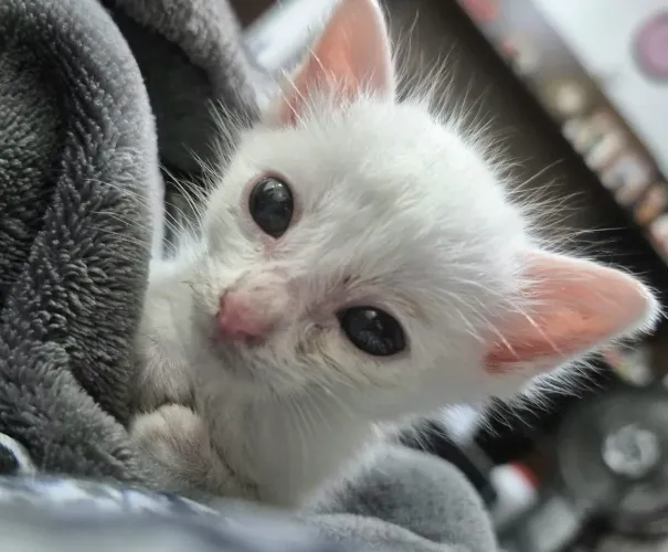 Doação filhote de gato