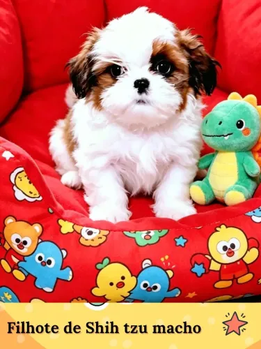 Fofura!! Filhote de Shih tzu macho, pais pequenos!!
