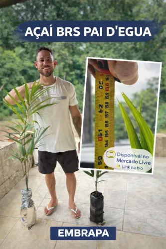 Muda de Açaí BRS PAI DEGUA EMBRAPA 1m a 1,2m