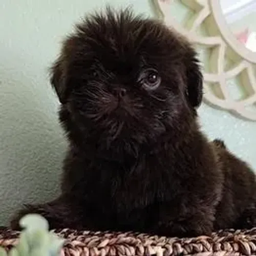 Lhasa Apso,Lhasa Apso Filhote Linda Linhagem Disponível