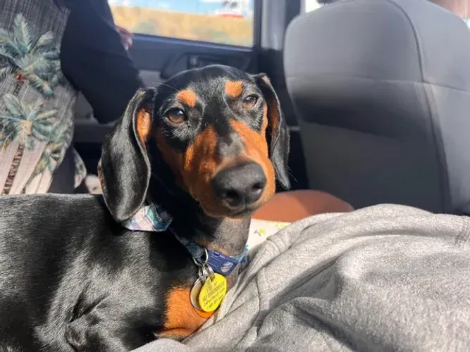 Teckel (Salsicha, Basset): Filhotes Machos E Fêmeas Disponíveis