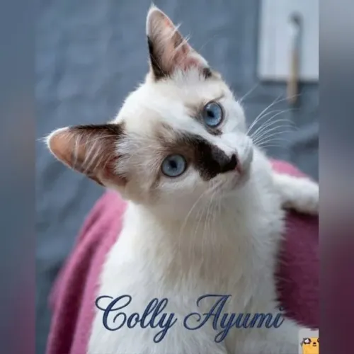Gato doação 