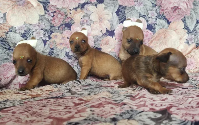 Pinscher miniatura
